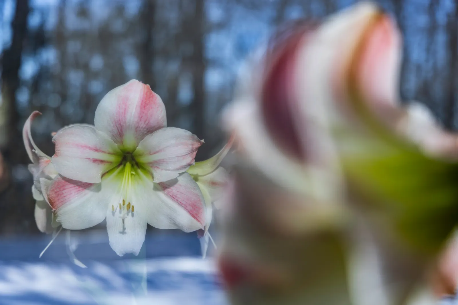A white and pink amaryllis in bloom seen against a window, bare winter trees and snow behind it and a second, out-of-focus bud in the foreground.