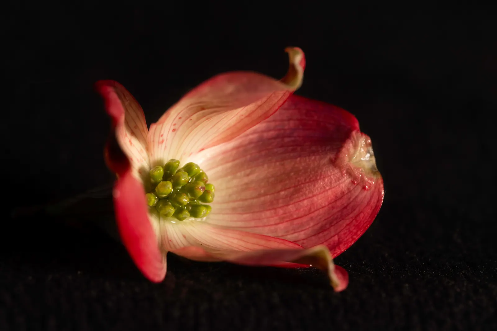 A single pink dogwood blossom lit against a black background, its green center sharp.