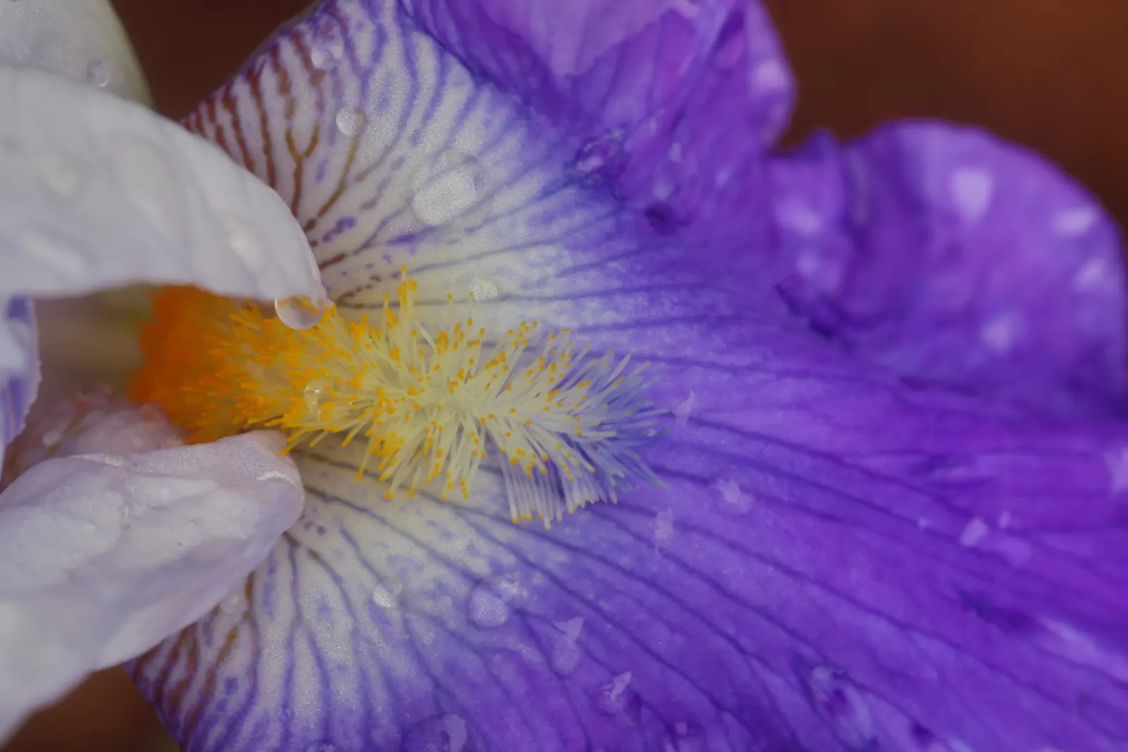 A macro frame of a purple iris, water droplets across the petals and its yellow-and-white beard filling the center.