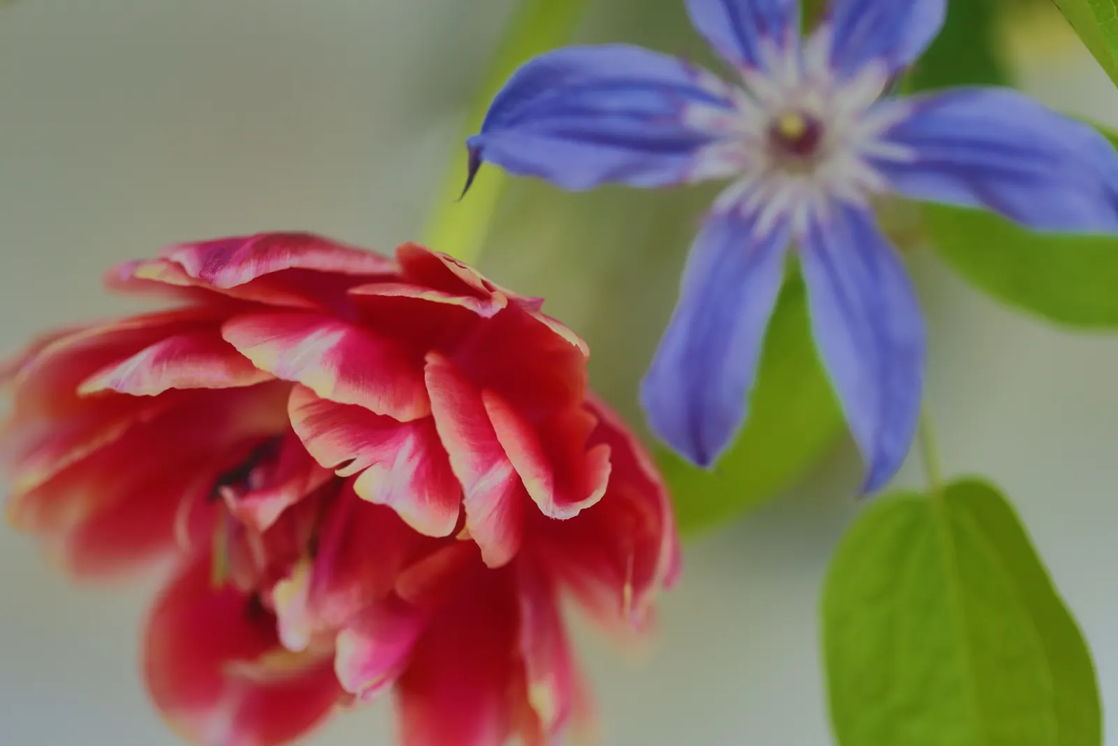 A red and white tulip beside a blue clematis, shot wide open so the leaves behind fall away out of focus.