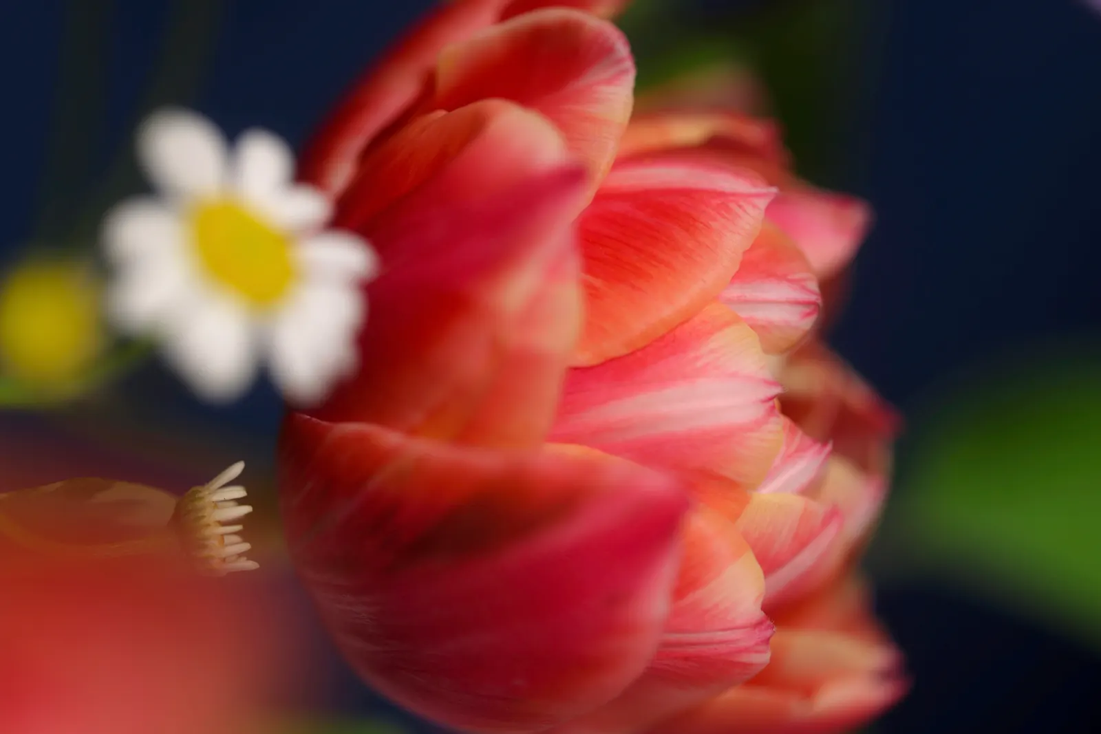 A coral tulip opening against a deep navy background, a single white daisy just behind it.